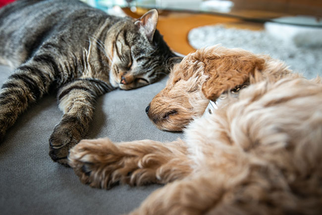lethargy in pets content