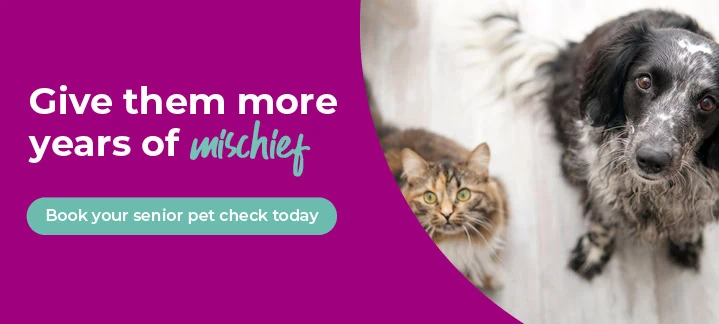 Cherrydown Vets in Basildon, Stanford Le Hope, Wickford in Essex