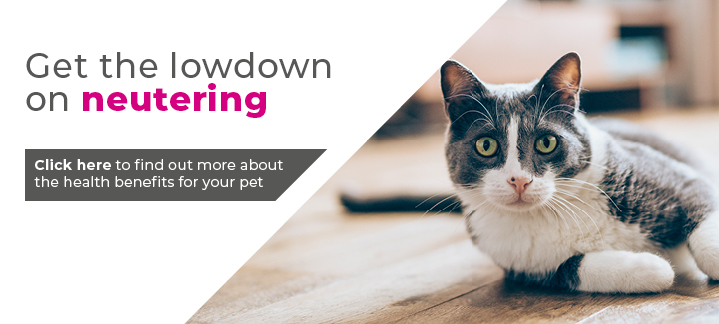 Cat neutering in Essex