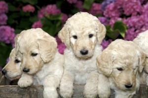 Labradoodle puppies