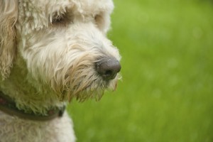 iStock_000009396815_Large