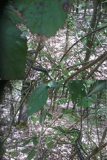 A snake blended in with some leaves and sticks