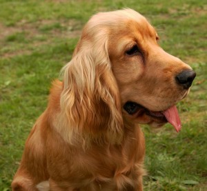 cocker