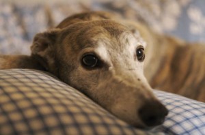 Greyhounds