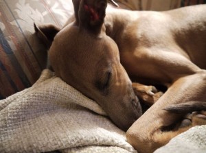 greyhounds2