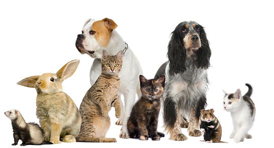 healthy pets