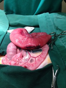 Organs