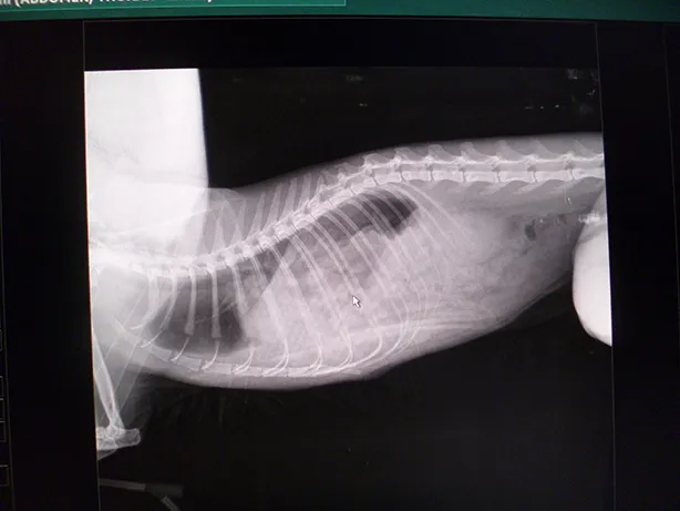 Minnies xray