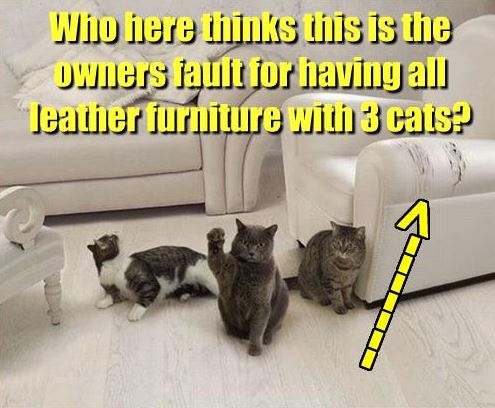 cat1