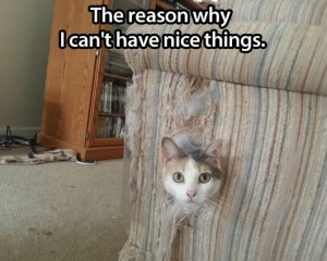 cat2
