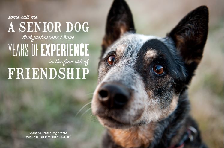olddog2