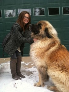 leonberger 2