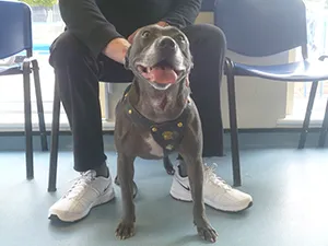 Roxy image 1