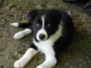 Border collie puppy