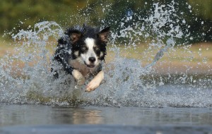 A dog running through shallow water