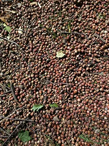 acorns