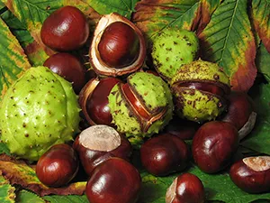 conkers