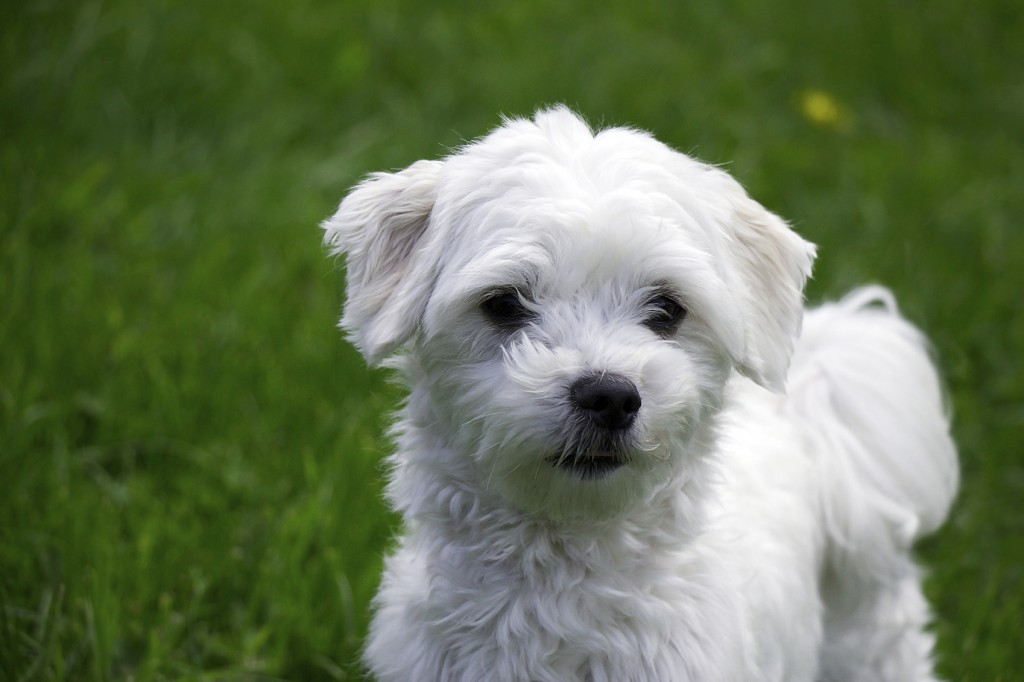 Maltese 1