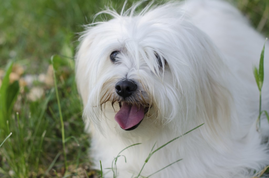 Maltese 3