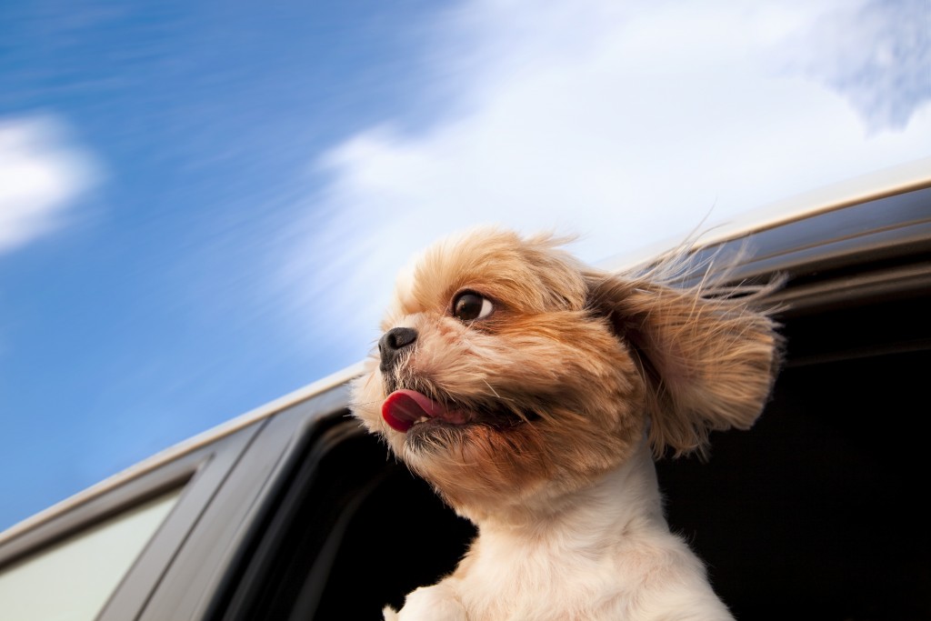 car trip dogs