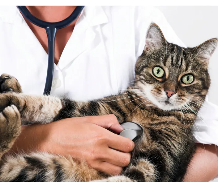 Hairballs – What you need to know