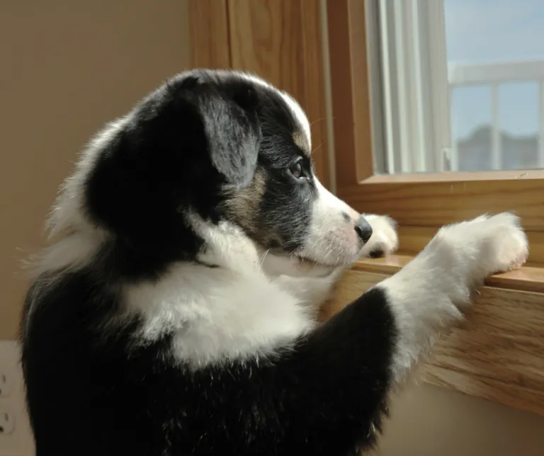 puppy looking through window