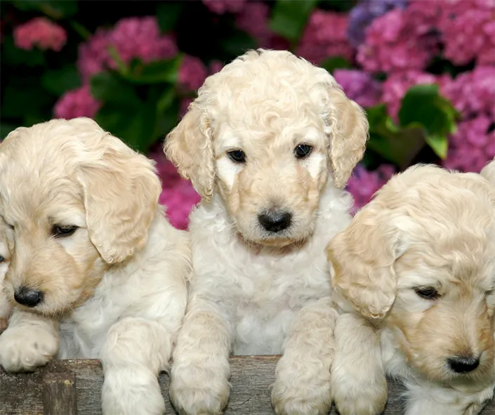 three puppies