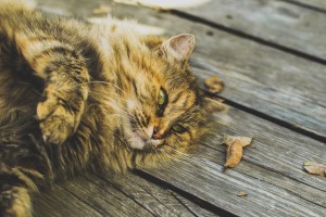 what is catnip