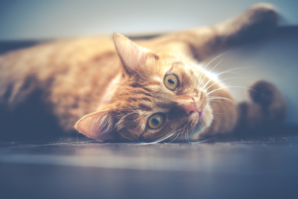 what is catnip