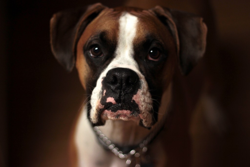 boxer dog