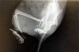 hamster broken leg
