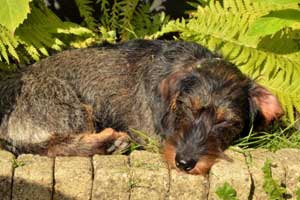 heat stroke warning for pets