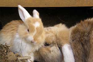 keep your rabbit cool