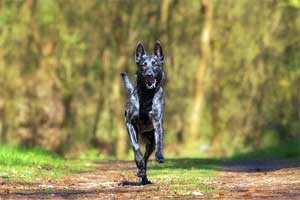 keep dogs cool in summer