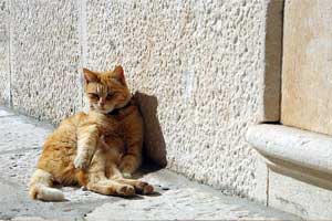 cat on sunny day