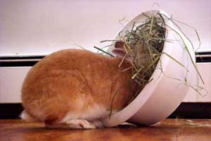 rabbit care