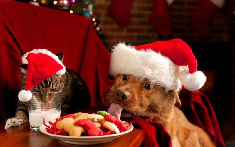 A dog eating from a bowl while a cat drinks milk