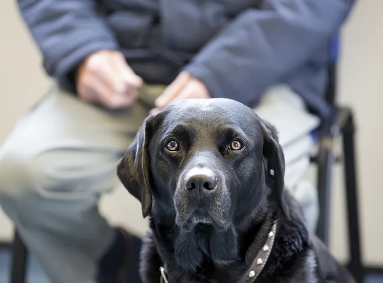 black dog sitting with owner