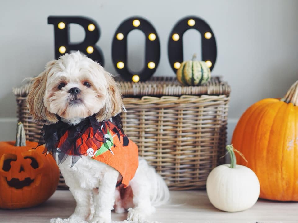 A dog in a halloween outfit