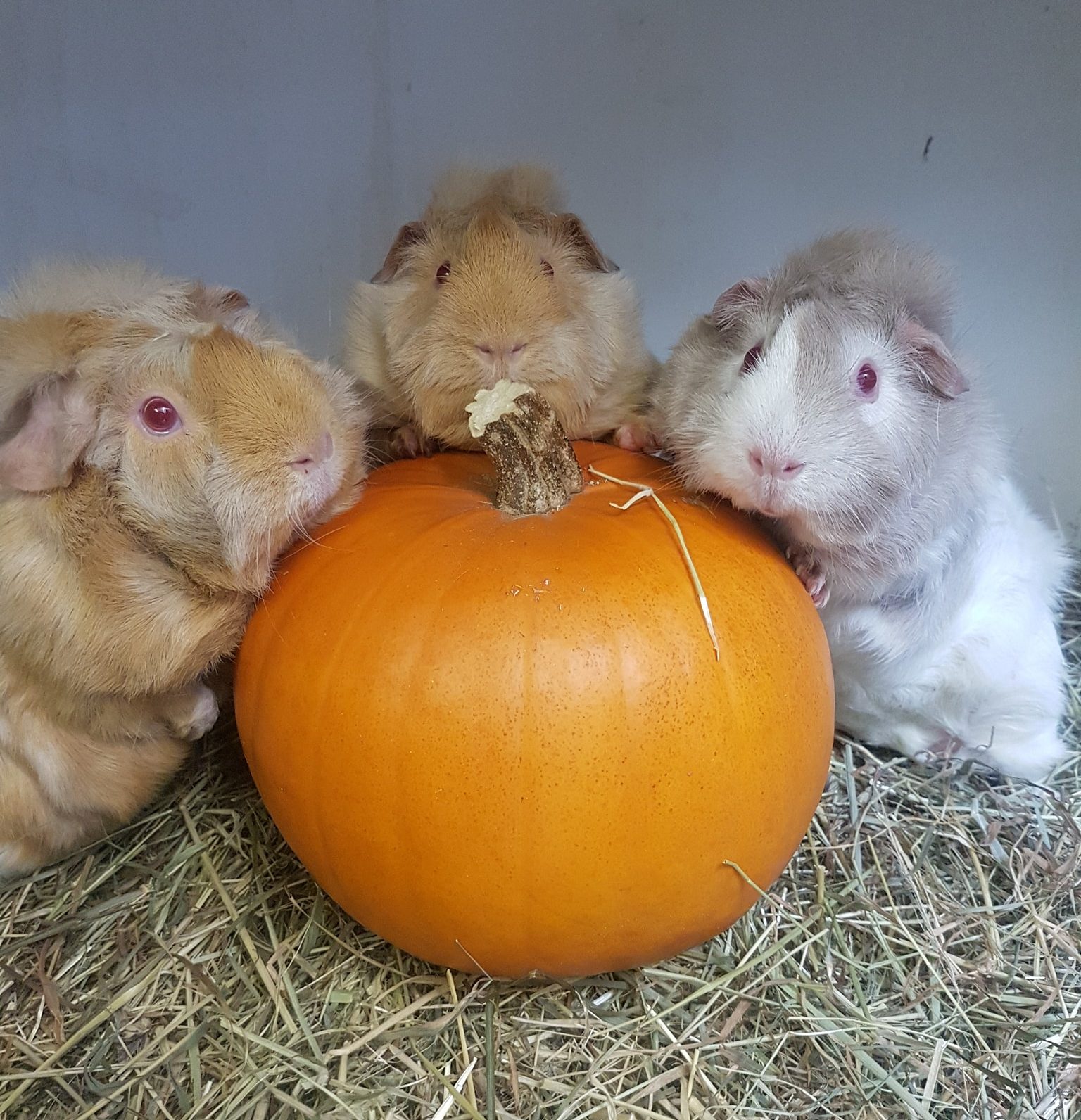 Three guinea pigs around a pumpkin