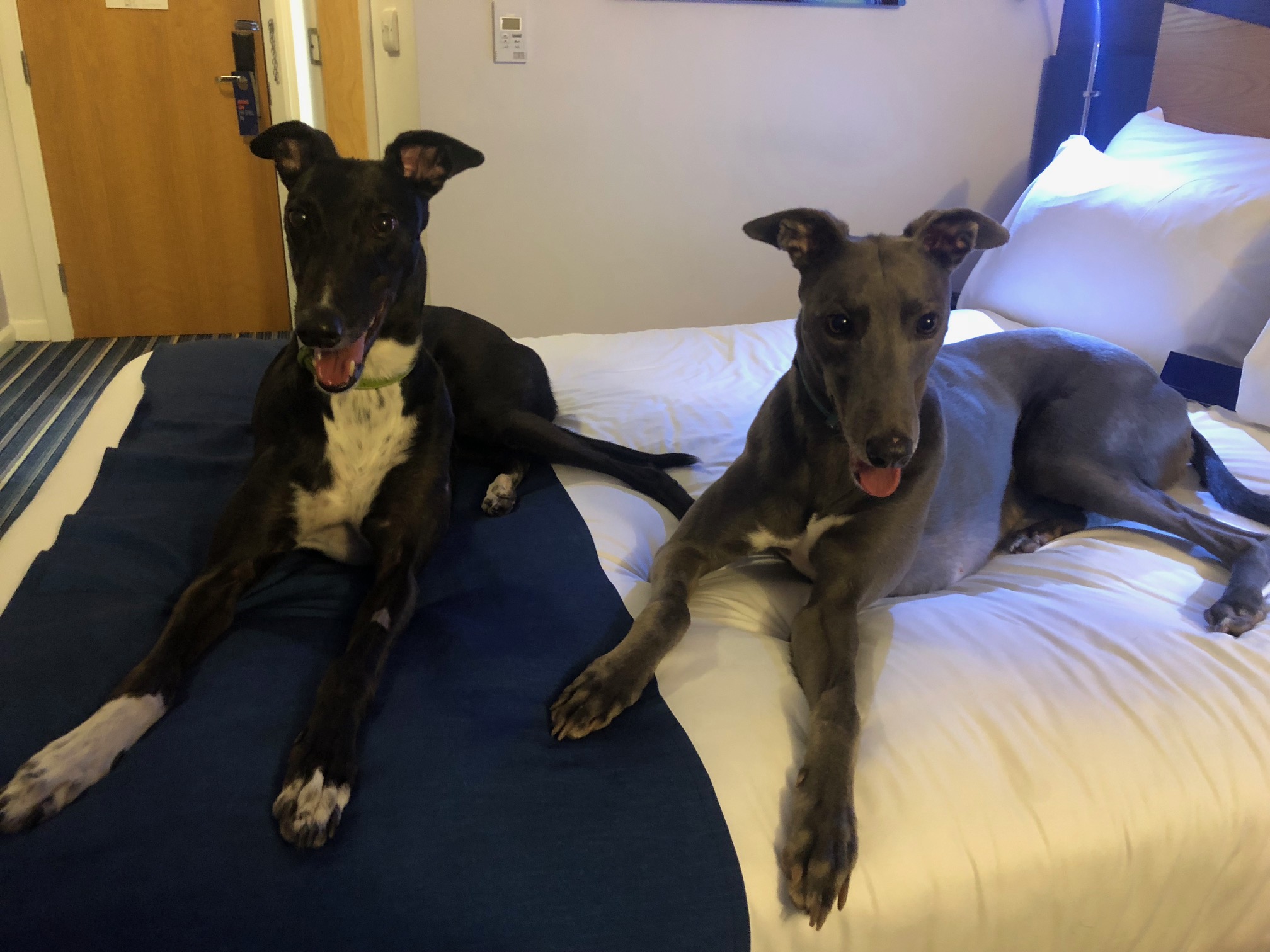 Two dogs sitting on a bed