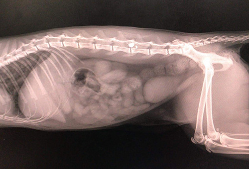 pellet lodged in the chest, cheerydown vets