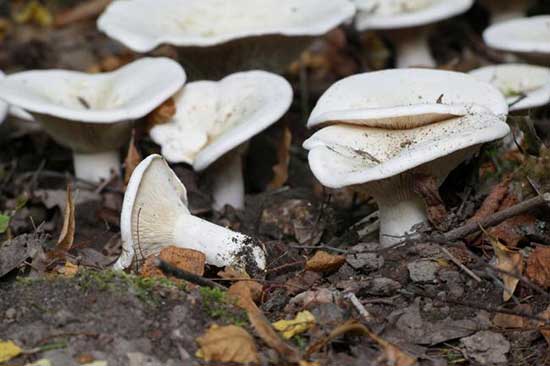 basildon -vets-mushroom-warning