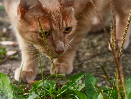 Ginger cat looking closely at some plants.