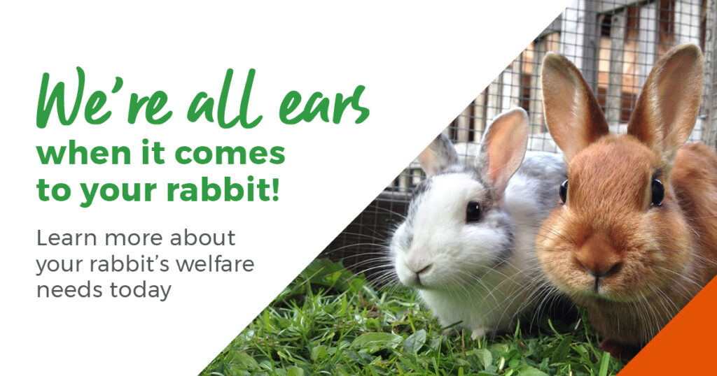 rabbit