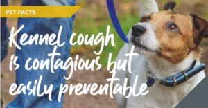 Kennel-cough