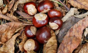 A pile of conkers.