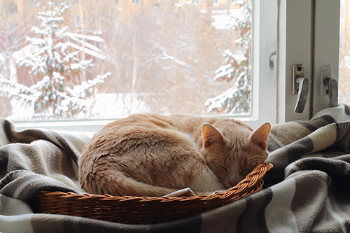 Cat in basket