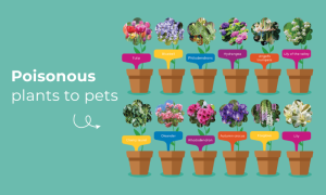 Poison plants infographic