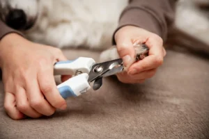 Claws being clipped